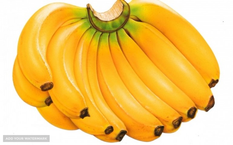AGRO Fresh Banana Specifications