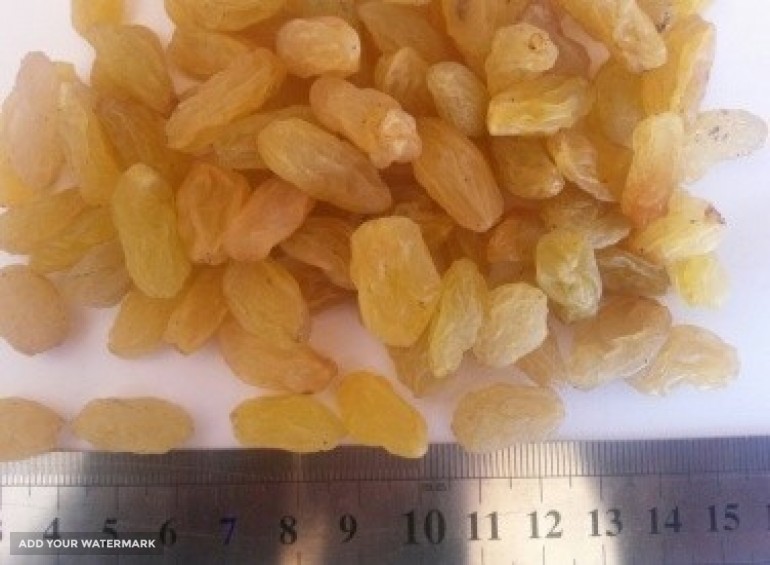 export seedless golden raisins from Uzbekistan